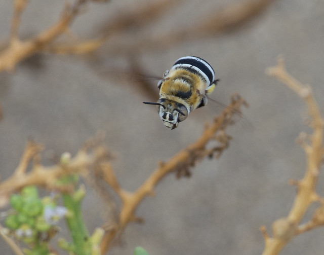 swift flying bee Amegiilla quadrifasciata