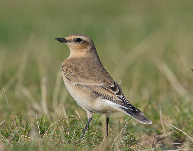 wheatear with weevil on beak afternoon 300mm Look over back