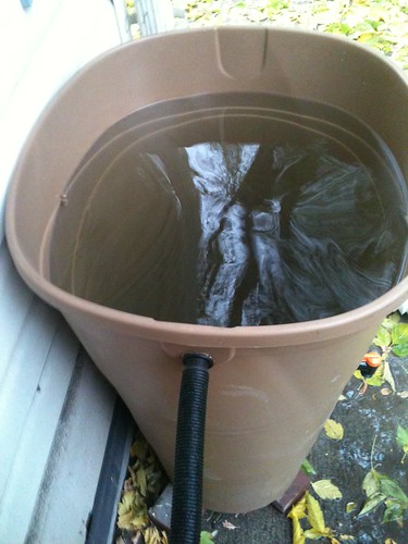Rainwater barrel in action