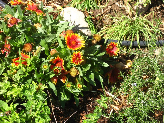 Mexican Sunflower in garden