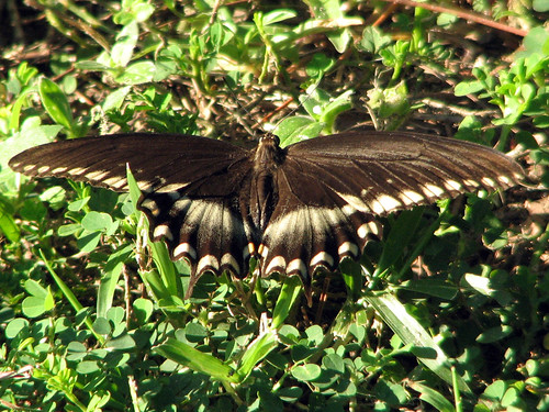 Palamedes Swallowtail (I think)