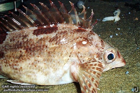 Western Kelpfish - Chironemus georgianus