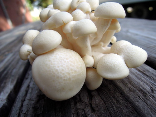 Alba Mushrooms