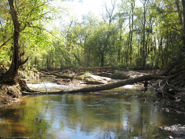 Looking upstream at the big wood jam (photo by A. Jefferson, 2011)