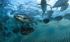 南方黑鮪魚 (Ian Gordon Auscape International版權所有，IUCN提供)