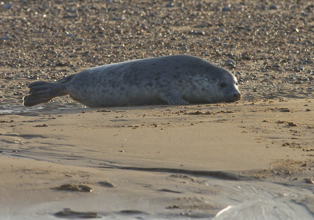 blakeney common seal on beach