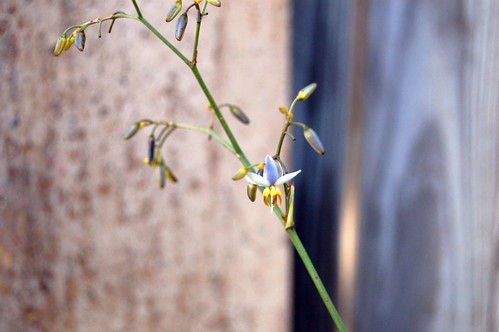 Flax Lily flower