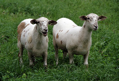 Katahdin ewe lambs