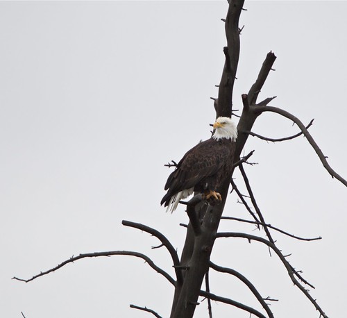 Madison River bald eagle by Mark/MPEG (Midwest Photography Enthusiasts Group)