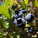 07-28-11: Picking Wild Blueberries