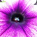 Eye of a Flower