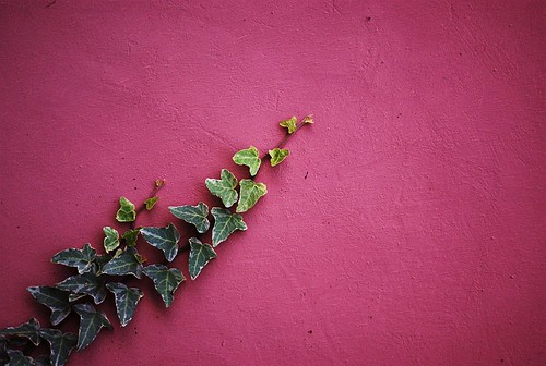 Pink Wall  294-365 #2 by Samyra Serin