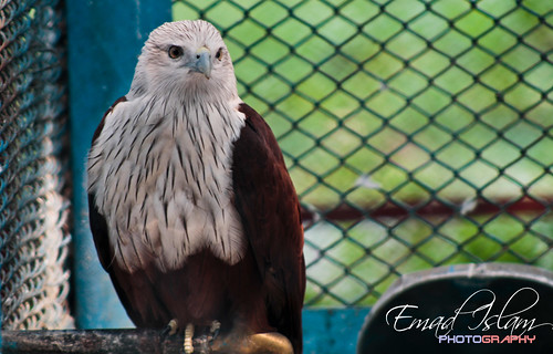 ঈগল  (Eagle) by Emad Islam