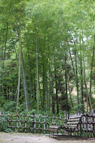 竹林のある風景 / Forest of the bamboo