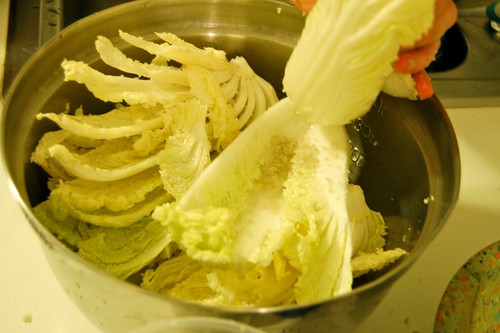Salting Cabbage for Kimchi