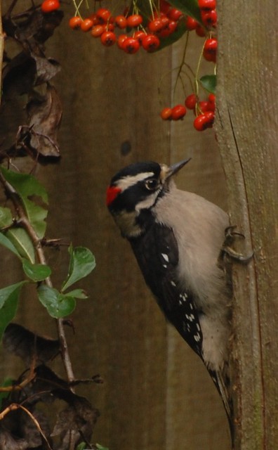 woodpecker '11