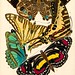Seguy E.A. Papillions 19270006