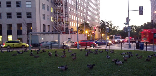 Ducks at Sunset, Occupy DC, October 15, 2011