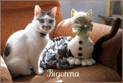 Bigotina - blog