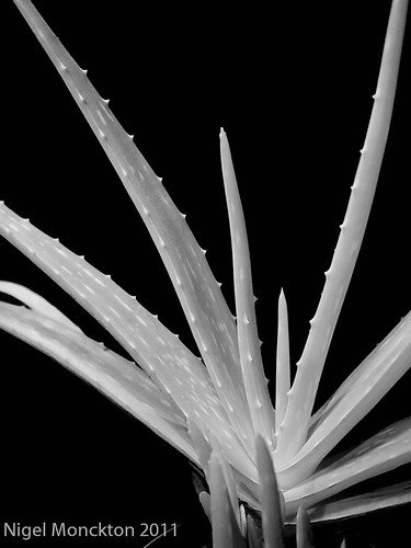 1000/627: 31 Oct 2011: Aloe Vera by nmonckton