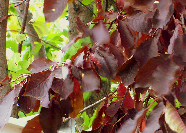 leaves of burgundy