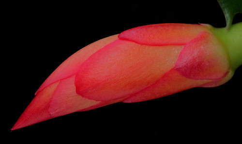 Christmas Cactus Flower Bud by Picture Zealot