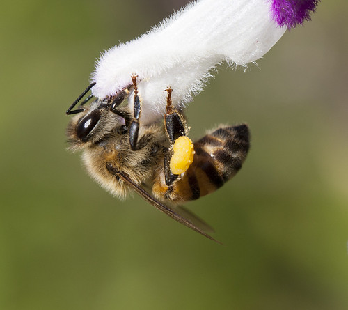 Bee on flower by San Diego Shooter, on Flickr