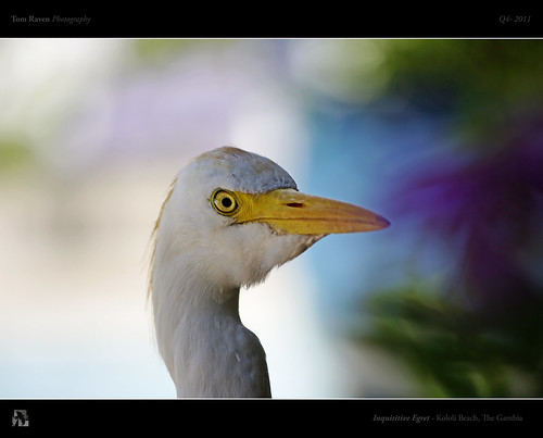 Inquisitive Egret by TomRaven