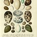 Die Eier der Vögel Deutschlands b, 1818