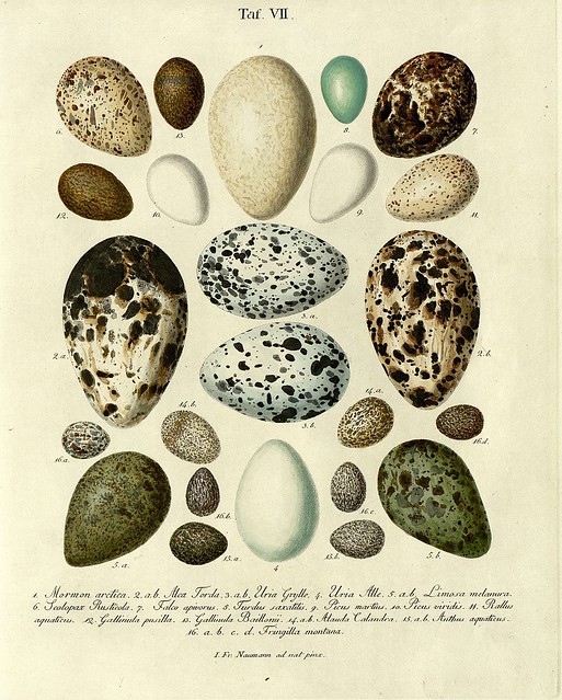 Die Eier der Vögel Deutschlands b, 1818