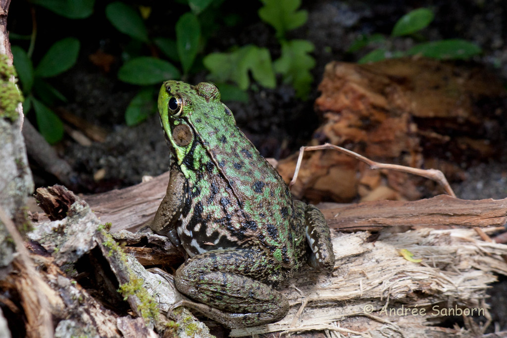 Green Frog (Lithobates clamitans)-19.jpg