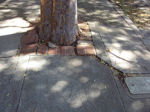 San Francisco shifting tree care onto property owners