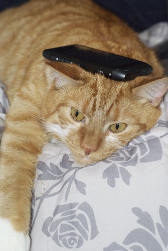 Cats & Gadgets