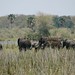 600 elefantes habitam o P.N. Liwonde