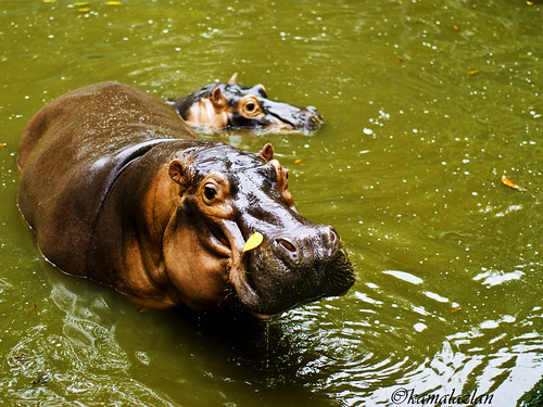 Dude...what's up? | Zoo Negara by kamalazlan