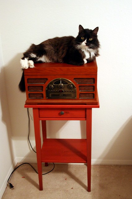 Cat on Radio