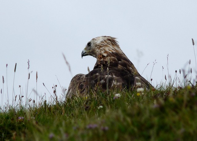 24672 - Golden Eagle, Isle of Mull