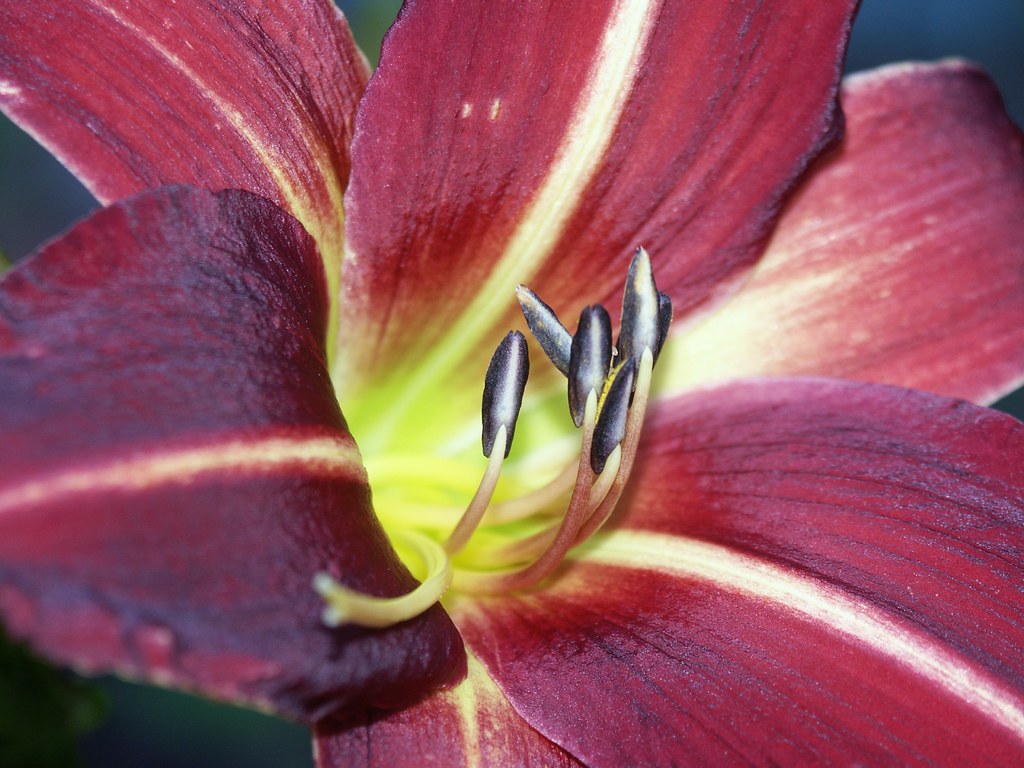 Day lily down the throat