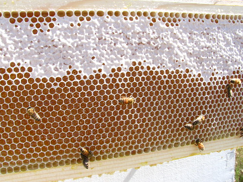 More Honey! 
