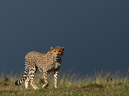 20119 Inky Cheetah, Masai Mara