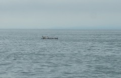 seagull raft