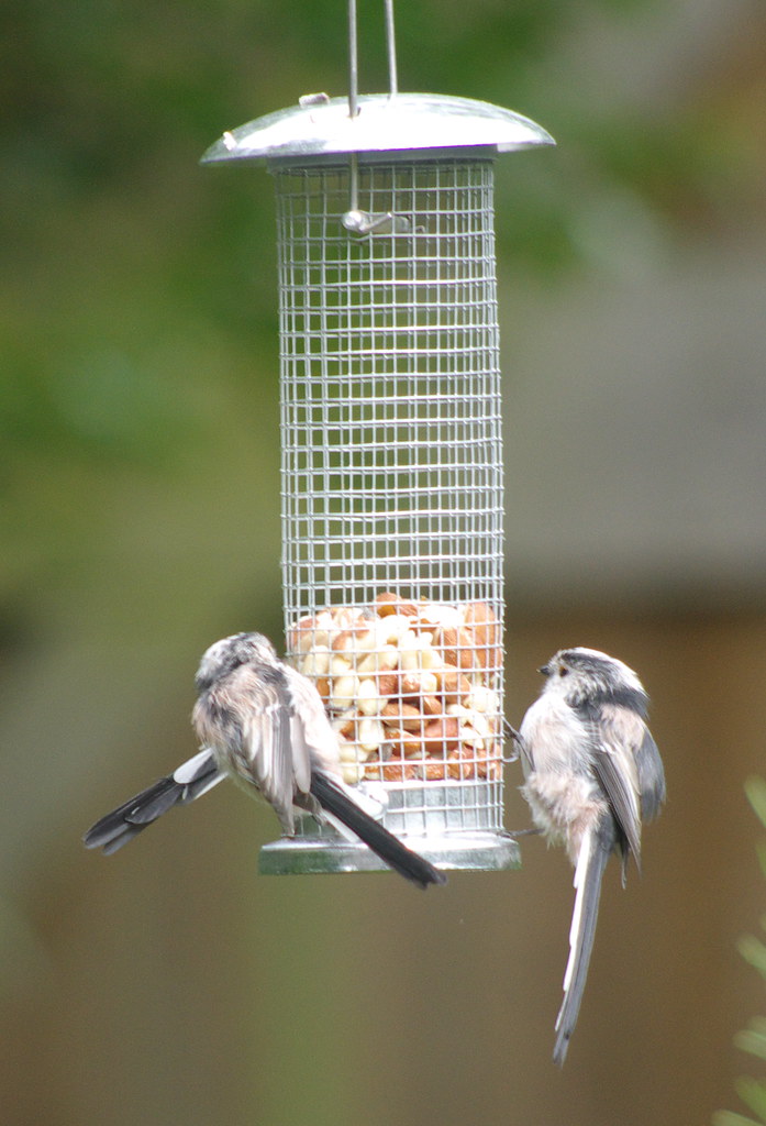 Long Tailed Tits 3