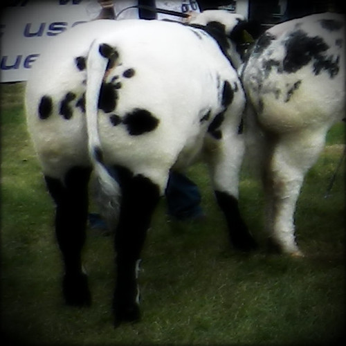Belgian Blue with STOCKINGS!!! :o