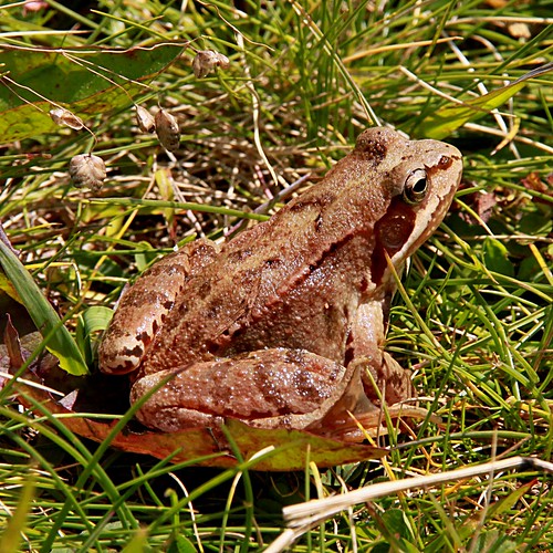 grenouille rousse / common  frog ©  OliBac
