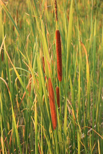 Cattails by kayaker1204