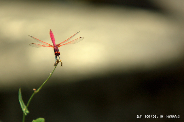 紅蜻蜓