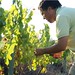 grape harvest priroat spain 2011 07