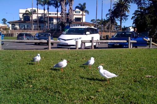 Seagulls (#4)
