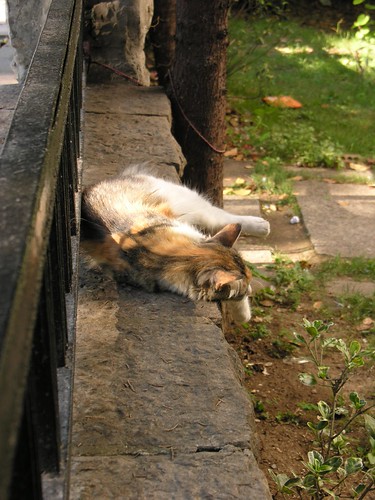 Istanbul cats afternoon