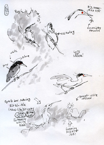 June 2011: Herons and Egrets Tree